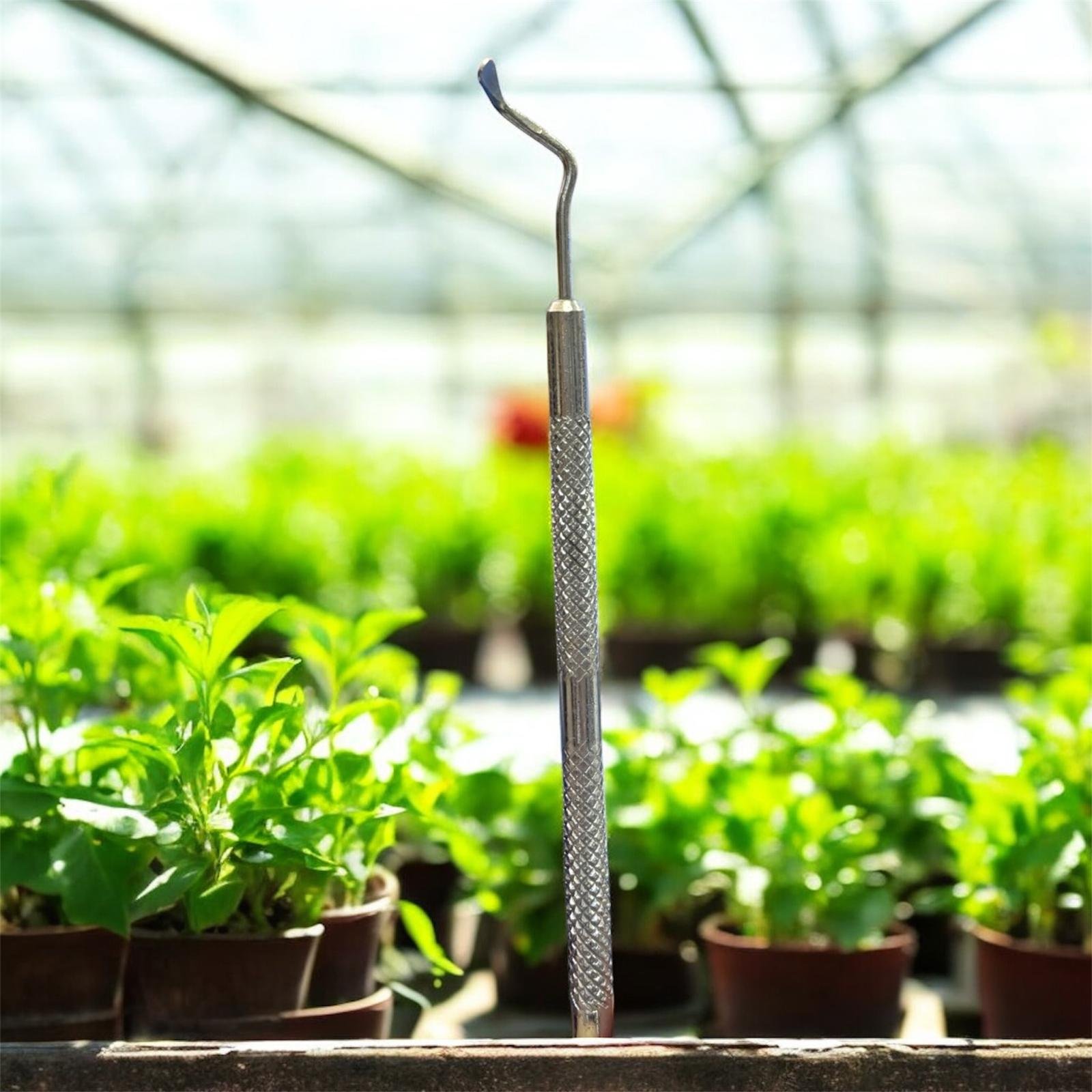 Larva Transfer Kalemi